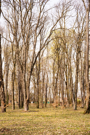 A leafless park in early spring on a sunny dayの写真素材