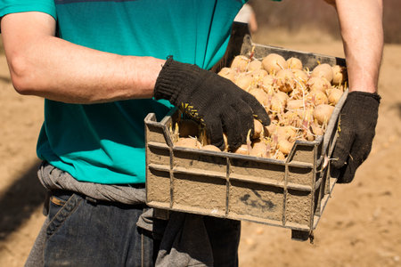 A man holds a box with sprouted potatoes for planting in the groundの写真素材