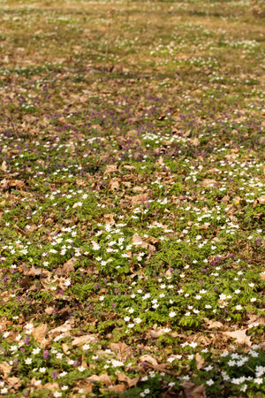 A glade of blooming primroses in a wild forest in springの写真素材