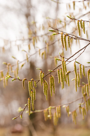 The buds on the trees bloomed on a sunny spring morningの写真素材