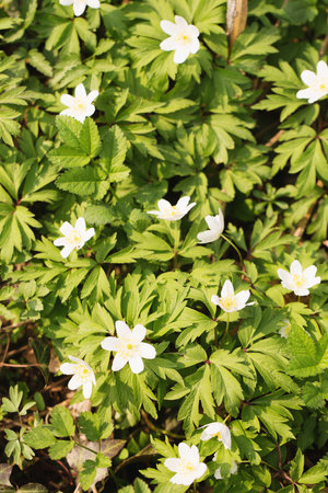A glade of blooming primroses in a wild forest in springの写真素材