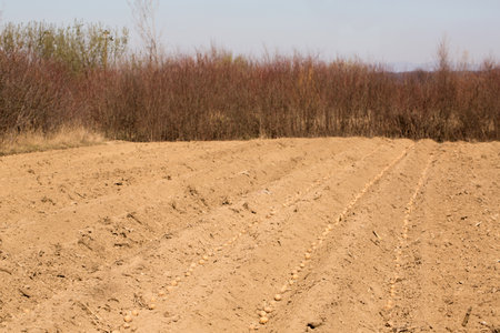 Method of planting potatoes in Zakarpattia, Western Ukraineの写真素材