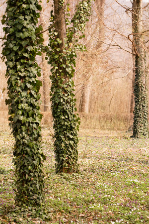 The trees in the park are covered with ivy on the lawn with blooming spring primrosesの写真素材