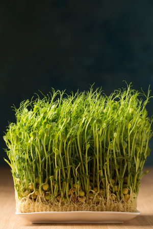Sprouted pea sprouts, microgreens in a white rectangular plate on a wooden tableの写真素材