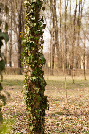 The trees in the park are covered with ivy on the lawn with blooming spring primrosesの写真素材