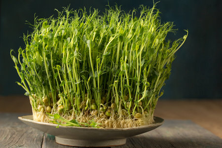 Sprouted pea sprouts, microgreens in a plate on a wooden backgroundの写真素材