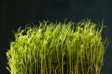 Sprouted pea sprouts, microgreens on a dark background, close-upの写真素材
