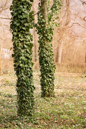 The trees in the park are covered with ivy on the lawn with blooming spring primrosesの写真素材