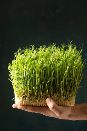 Sprouted pea sprouts, microgreens in male hands, close-upの写真素材