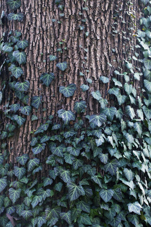 Background old tree covered with ivy. Gloomy backgroundの写真素材