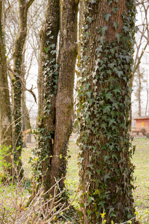 The trees in the park are covered with ivy on the lawn with blooming spring primrosesの写真素材