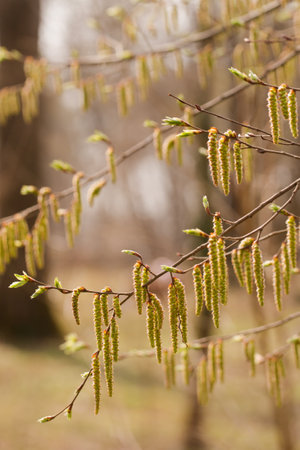 The buds on the trees bloomed on a sunny spring morningの写真素材