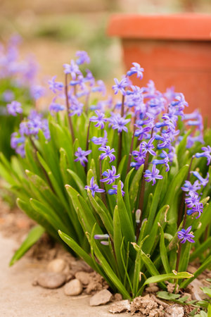 Beautiful blue hyacinths bloom in the garden in springの写真素材