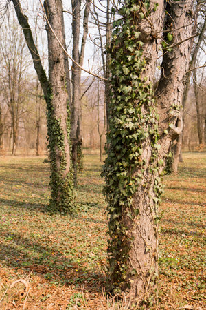 Tree plaited with ivy in the forest on a sunny morning in springの写真素材