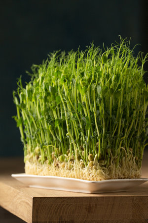 Sprouted pea sprouts, microgreens in a white rectangular plate on a wooden tableの写真素材