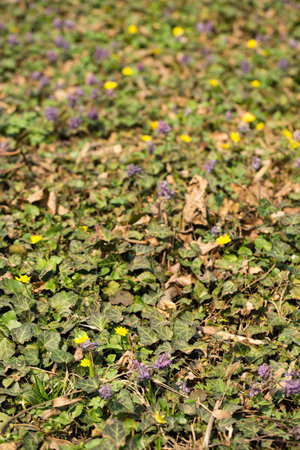 A glade of blooming primroses in a wild forest in springの写真素材