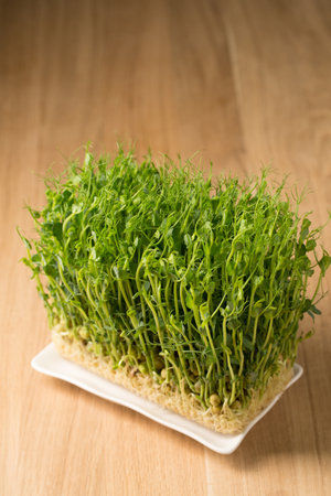 Sprouted pea sprouts, microgreens in a white rectangular plate on a wooden tableの写真素材