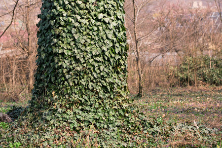 Tree plaited with ivy in the forest on a sunny morning in springの写真素材