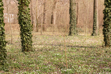 The trees in the park are covered with ivy on the lawn with blooming spring primrosesの写真素材