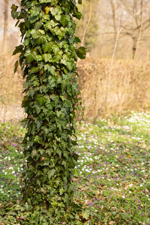The trees in the park are covered with ivy on the lawn with blooming spring primrosesの写真素材