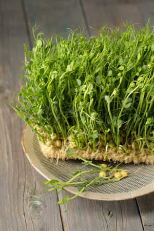 Sprouted pea sprouts, microgreens in a plate on a wooden backgroundの写真素材