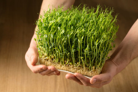 Sprouted pea sprouts, microgreens in male hands, close-upの写真素材