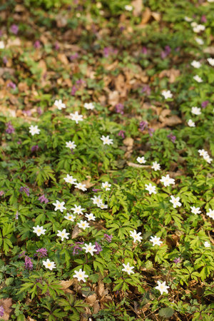 A glade of blooming primroses in a wild forest in springの写真素材