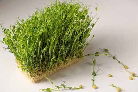 Sprouted pea sprouts, microgreens on a white backgroundの写真素材