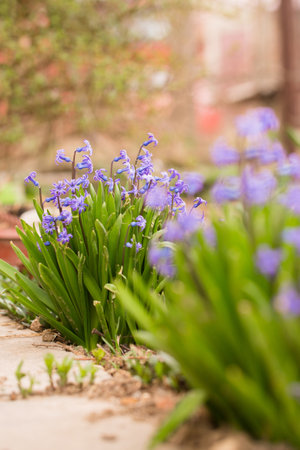 Beautiful blue hyacinths bloom in the garden in springの写真素材