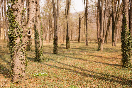 A leafless park in early spring on a sunny dayの写真素材