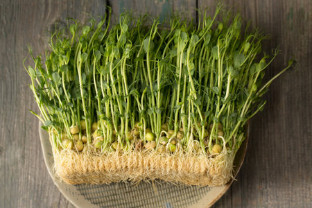 Sprouted pea sprouts, microgreens in a plate on a wooden backgroundの写真素材