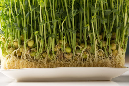 Sprouted pea sprouts, microgreens in a white rectangular plate on a white tableの写真素材