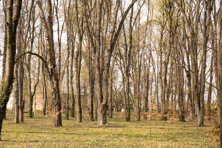 A leafless park in early spring on a sunny dayの写真素材