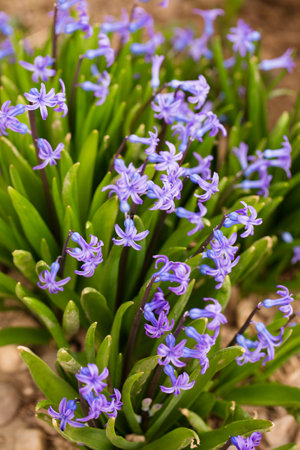 Beautiful blue hyacinths bloom in the garden in springの写真素材