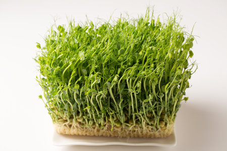 Sprouted pea sprouts, microgreens in a white rectangular plate on a white backgroundの写真素材