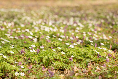 A glade of blooming primroses in a wild forest in springの写真素材