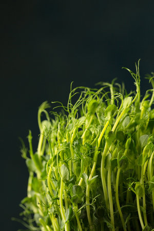Sprouted pea sprouts, microgreens on a dark background, close-upの写真素材