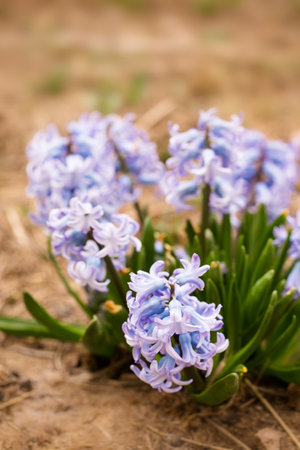 Beautiful blue hyacinths bloom in the garden in springの写真素材