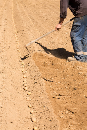 Method of planting potatoes in Zakarpattia, Western Ukraineの写真素材