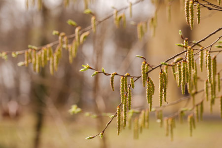 The buds on the trees bloomed on a sunny spring morningの写真素材