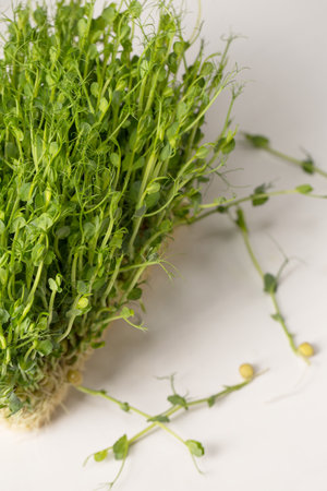 Sprouted pea sprouts, microgreens on a white backgroundの写真素材