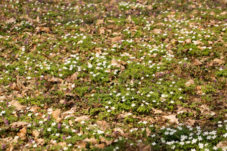 A glade of blooming primroses in a wild forest in springの写真素材