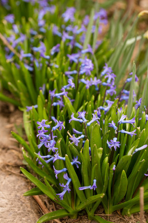 Beautiful blue hyacinths bloom in the garden in springの写真素材