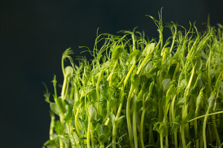 Sprouted pea sprouts, microgreens on a dark background, close-upの写真素材
