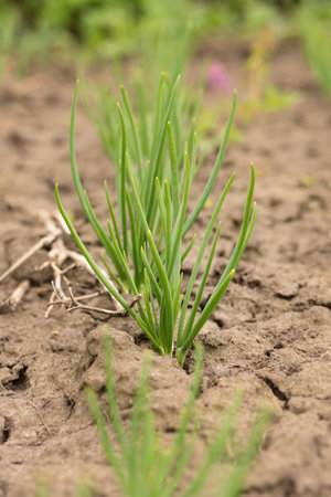 young green onion in dried cracked earth in garden. Dry weather during global warmingの写真素材