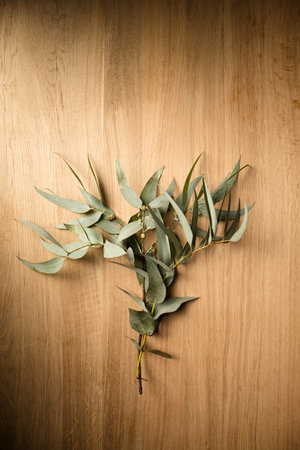 Beautiful sprigs of eucalyptus with silver gray leaves on a wooden backgroundの写真素材
