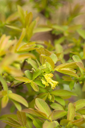 Spring flowering of edible honeysuckle in the garden, close-upの写真素材