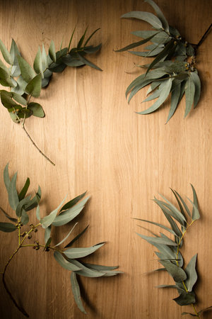 Beautiful sprigs of eucalyptus with silver gray leaves on a wooden backgroundの写真素材