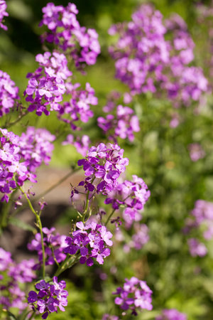 Blooming fragrant matiola, night violet in the gardenの写真素材