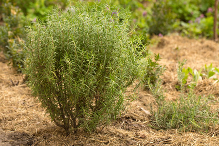 A beautiful rosemary bush mulched with dry straw in an organic gardenの写真素材